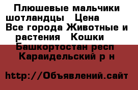 Плюшевые мальчики шотландцы › Цена ­ 500 - Все города Животные и растения » Кошки   . Башкортостан респ.,Караидельский р-н